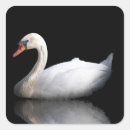 Search for black swan stickers Reflection