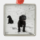 Search for portuguese water dog ornaments Animal
