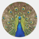 Recherche de plum autocollants Animal