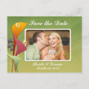 Recherche de zantedeschia cartes postales Calla