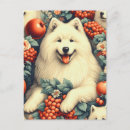 Recherche de samoyede cartes postales Mignon