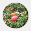 Search for edible magnets Red