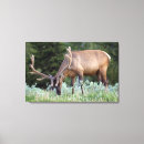 Search for bull canvas prints Deer