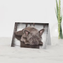 Search for french bulldog cards Animal