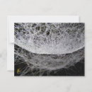 Search for drop of water postcards Dew drops