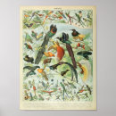 Recherche de zoologie vintage posters Oiseau