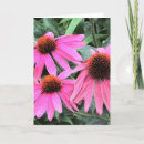 Search for coneflowers cards Floral