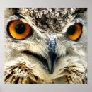 Recherche de yeux de hibou posters Animal