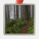 Search for redwoods trees ornaments National park