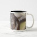 Search for squirrel eating mugs Animal