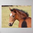 Search for horse breed posters Headshot