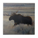 Recherche de orignaux de taureau maison deco Photographie de faune
