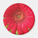 Search for gerber daisies magnets Red