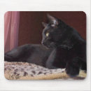 Search for halloween pet electronics Feline