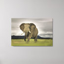 Search for kenya canvas prints Elephant