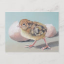 Search for bird barnyard postcards Rooster