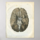 Search for cranial posters Nerves