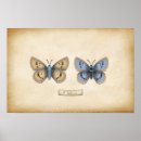 Search for large butterfly posters Moth