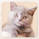 Recherche de shorthair Animaux de bébé