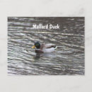 Search for mallards postcards Photography