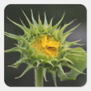 Search for buds stickers Green