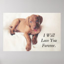 Search for vizsla posters Puppy