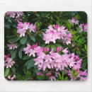 Recherche de rhododendron tapis souris Fleurs