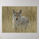 Search for coyotes posters Canine