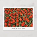 Recherche de tulipa Tulipes