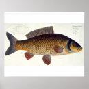 Recherche de cyprinus Carpe