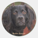 Search for boykin stickers Spaniel