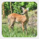 Search for spots stickers Deer