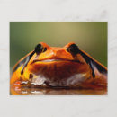 Recherche de petites grenouilles cartes postales Mignon