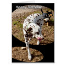 Search for dalmatian cards Pet