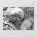 Search for asleep photography Sleeping