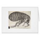 Search for fleas Insect