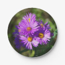 Search for aster plates Nature