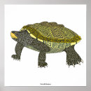 Search for terrapins posters Turtle