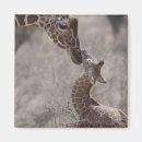 Search for affectionate magnets Outdoors