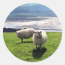Search for mountain sheep stickers Animals
