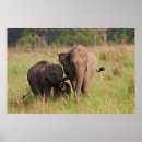 Search for indian elephant posters Animal