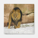 Search for winter scenes magnets Wildlife photography