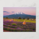 Search for shasta postcards Siskiyou