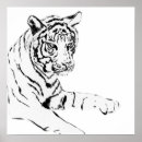 Search for black white tiger posters Tigers