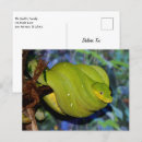 Recherche de boa cartes postales Sauvage