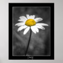 Recherche de daisy posters Fleurs