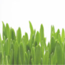 Recherche de herbe verte autocollants Arrière plan