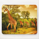 Search for conserving mousepads African