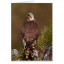 Recherche de merlin Faucon
