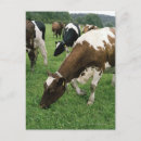 Search for herd vertical postcards Animal